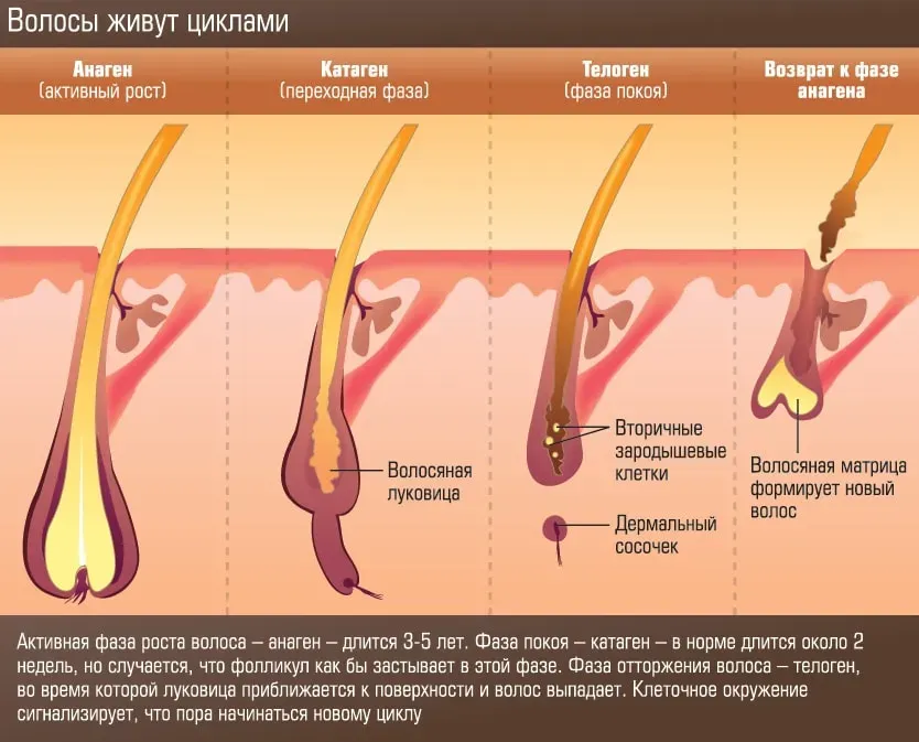 Почему растут волосы после депиляции?